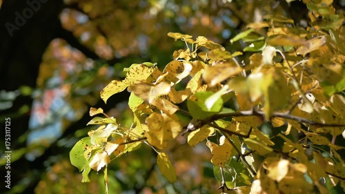 Close-up of yellow autumn leaves on a tree branch swaying in the wind in soft sunlight. Beautiful fall nature background with bokeh. Peaceful seasonal atmosphere in the park or forest.