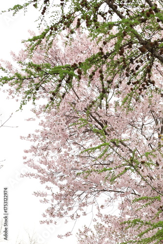 a branch with pine cones against the cherry blossom tree
