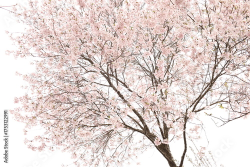 sakura tree against the sky