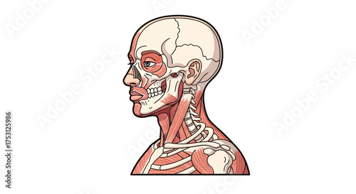 Anatomical Illustration of Human Head and Neck with Muscles and Bones.