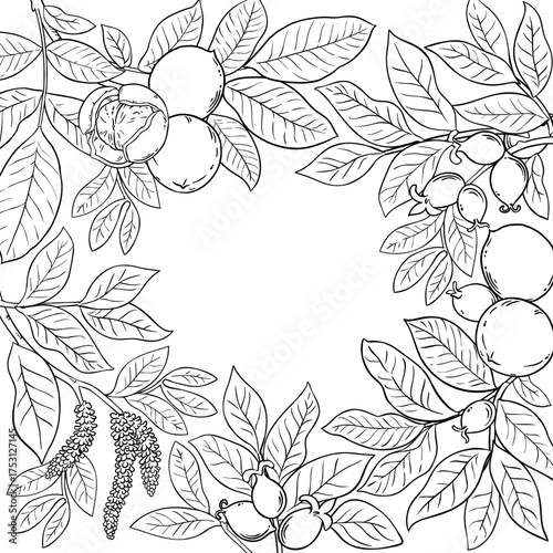Walnut Branch with Nuts and Leaves Outline Frame. Organic natural nutritional healthy food ingredient, vegetarian diet product. Vector isolated for design or decoration.