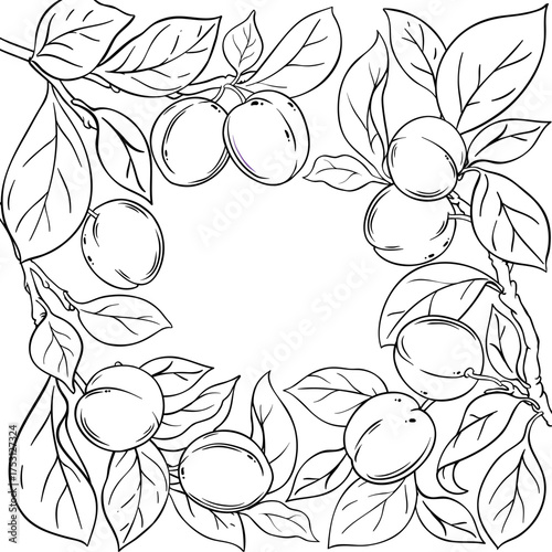 Plum Branch with Fruits and Leaves Outline Frame. Organic natural nutritional healthy food ingredient, vegetarian diet product. Vector isolated for design or decoration.