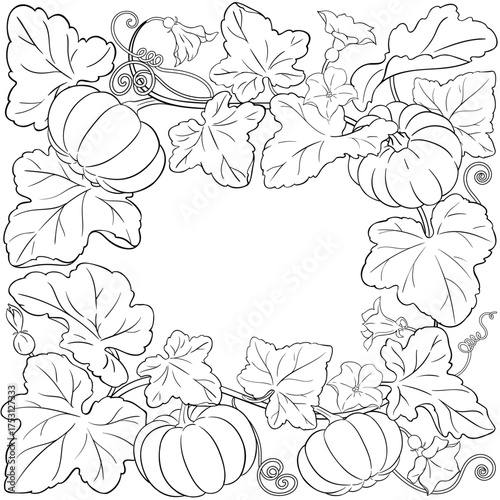 Pumpkin Plant with Flowers, Fruits and Leaves Outline Frame. Organic natural nutritional healthy food ingredient, vegetarian diet product. Vector isolated for design or decoration.