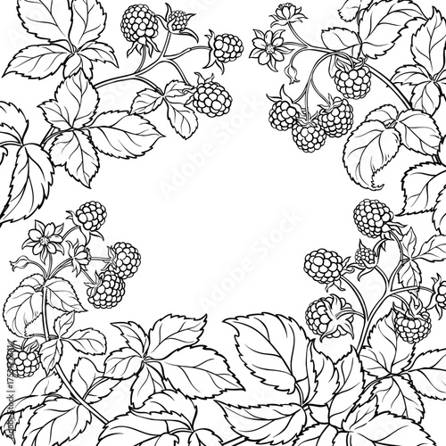 Raspberry Branch with Flowers, Berries and Leaves Outline Frame. Organic natural nutritional healthy food ingredient, vegetarian diet product. Vector isolated for design or decoration.