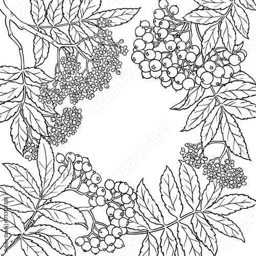 Rowan Branch with Flowers, Berries and Leaves Outline Frame. Vector isolated for design or decoration.