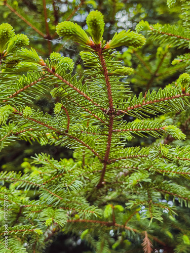 Green young needles on the branches of a spruce. Young spruce branch with bright green needles.