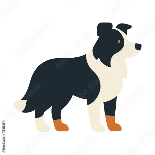 Flat design border collie illustration with black and white coat