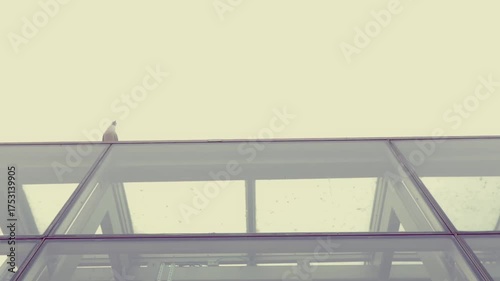 Playful seagull walking across a glass rooftop under soft warm light. Gentle cinematic atmosphere evoking calm, curiosity, and freedom. Ideal for travel, lifestyle, and nature projects.