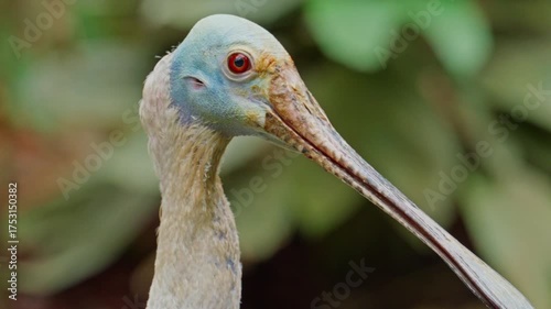 Portrait of roseate spoonbill on a pond. Closeup