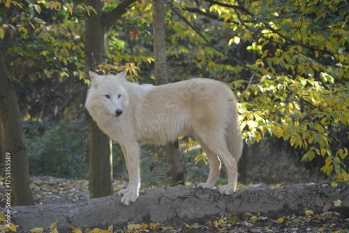white wolf in the woods