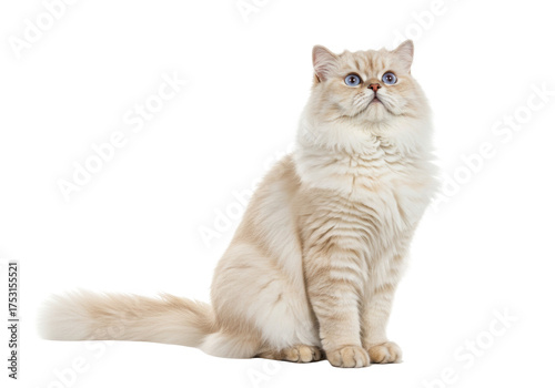 Isolated cute fluffy Ragdoll cat sitting upright looking up with blue eyes adorable face