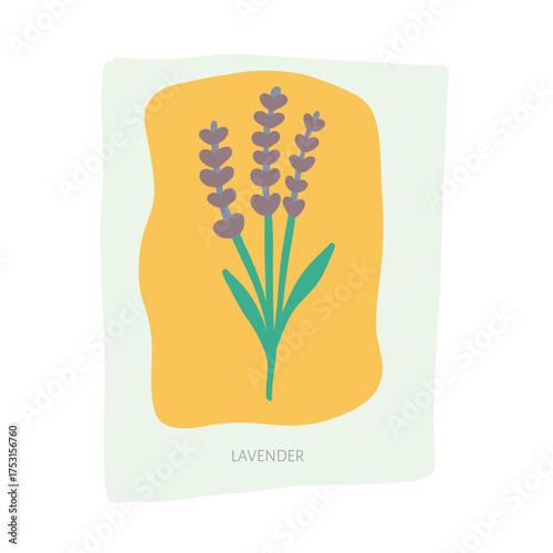 Lavender hand drawn illustration