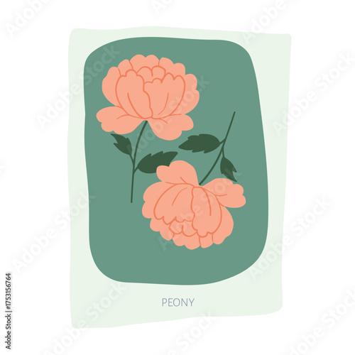 Peony hand drawn illustration