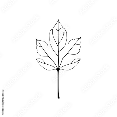 simple line drawing of a five-lobed leaf against a white background