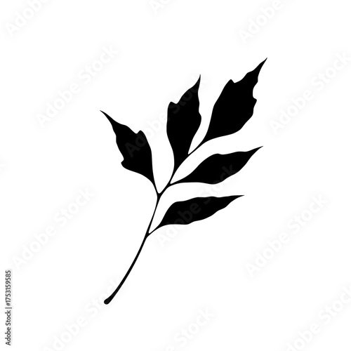 elegant single leaf silhouette on white background, botanical illustration