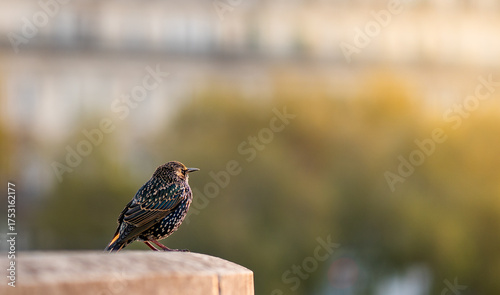 Photography oiseau paris pont neuf
