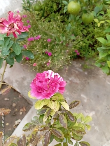 Here are some beautiful title ideas for “Multi-colored flowers in the garden” 🌸🌼🌺🌿

🌈 Poetic Titles

"Garden of Colors"

"Whispers of the Rainbow"

"Symphony in Bloom"

"Palette of Nature"

"Colo