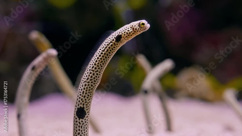 Spotted garden eel. Underwater world