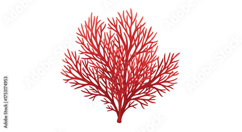 Vibrant Red Seaweed Illustration: A Delicate and Detailed Underwater Flora Depiction For Aquatic Biomes