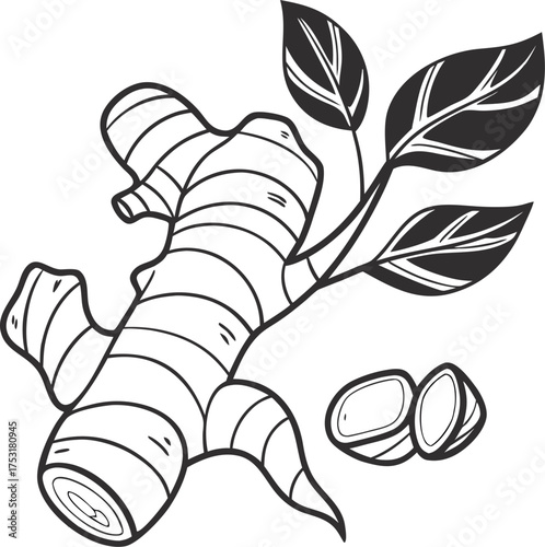 Simple silhouette vector illustration of a ginger root on white background