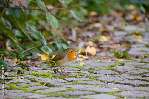 Wallpaper Mural European robin standing on a mossy cobblestone path in soft natural light	 Torontodigital.ca