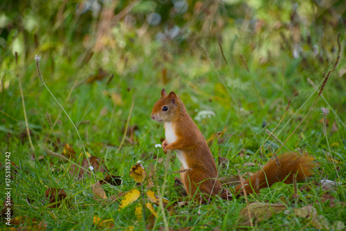 Wallpaper Mural Red squirrel standing in green grass close-up Torontodigital.ca