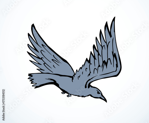 Vector drawing. Big flying bird