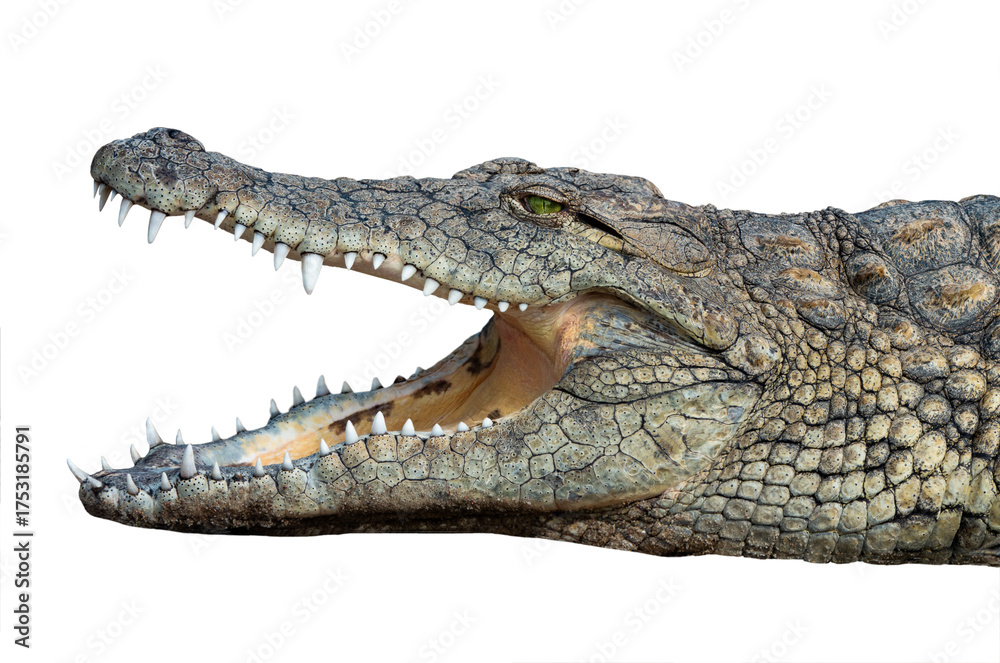 Fototapeta premium Nile crocodile isolated on white background