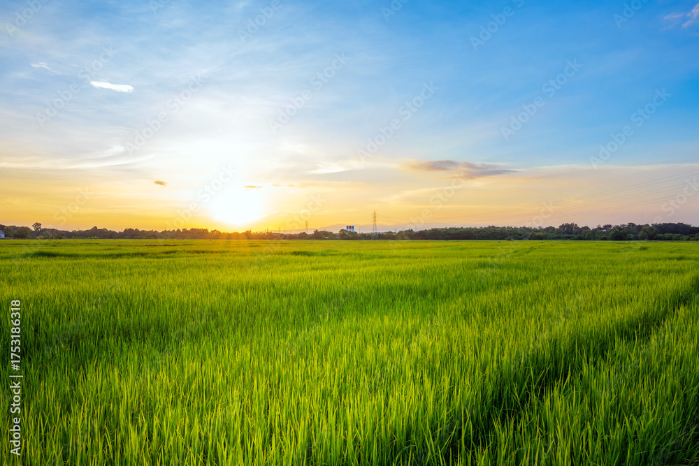 Obraz premium Sunset over green rice fields, Golden hour in rice paddies