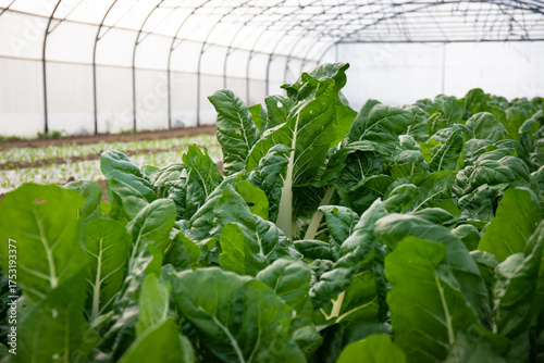 Fototapete Feuilles de blettes bio sous serre