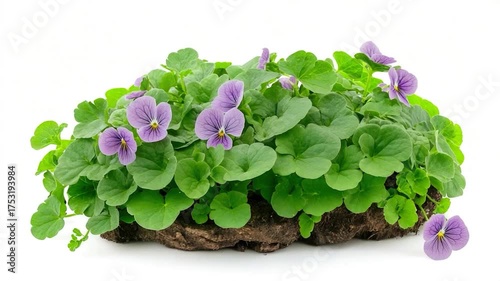 A small potted plant with vibrant purple flowers on a clean white surface