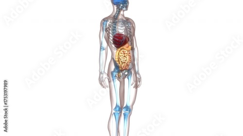 Human Digestive System Anatomy Animation Concept