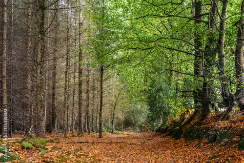 Autumn forest path dividing dark conifers and bright green broadleaf trees in rural Ireland