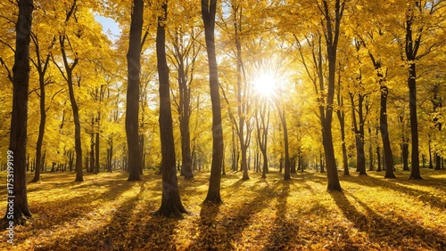 Colorful forest in sunlight. Autumn landscape with yellow trees and sun. Beautiful foliage in the park.