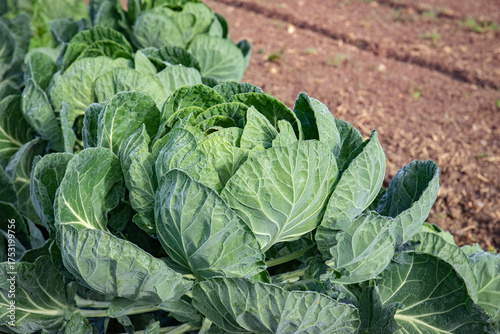 Foto Plantation de choux de Bruxelles bio