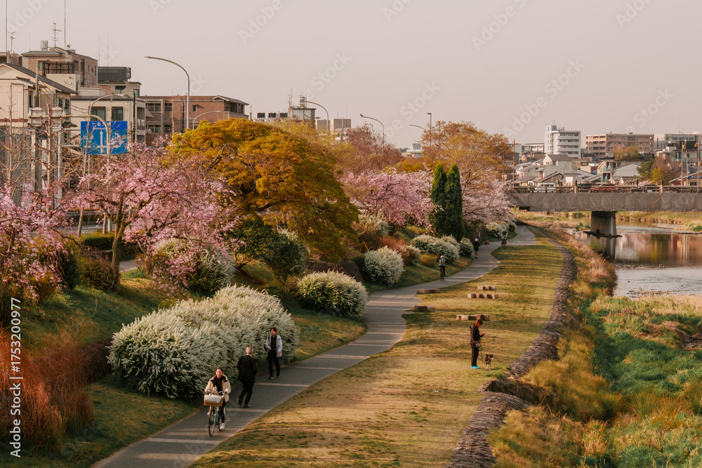 Obraz premium Kamo River in the morning light - Kyoto, Japan