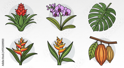 Collection of tropical plants set of bromeliad, orchid, monstera, heliconia, and cacao plants exotic flora vector illustration