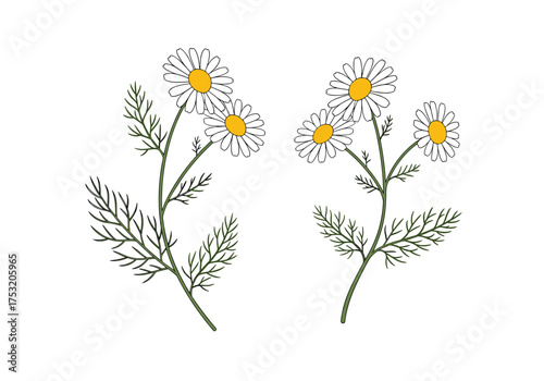 Delicate sprigs of white chamomile flowers with yellow centers and feathery green leaves.
