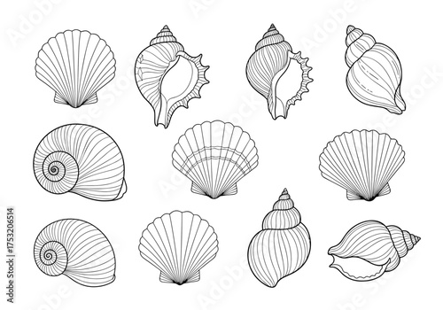 A collection of diverse seashell illustrations showcasing various shapes and patterns found in nature.