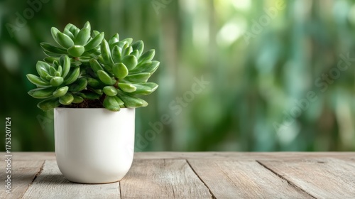 A vibrant succulent plant in a clean white pot stands on a wooden table, bringing a touch of nature indoors and representing growth and resilience in a modern setting.