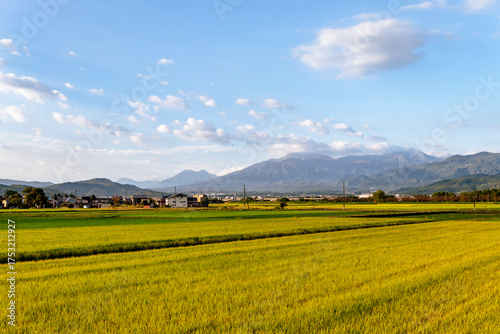 山並みを望む実りの田園（新潟県上越市）