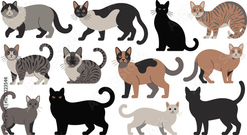 Assorted Cat Breeds Illustration of Various Feline Coats and Patterns on White Background
