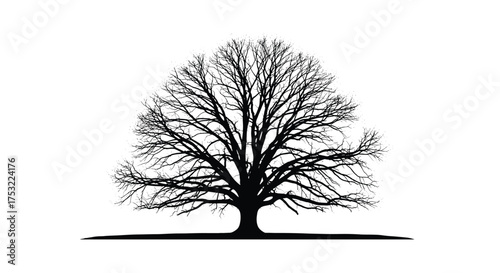 An artistic illustration of a bare deciduous tree with an expansive canopy of branches.