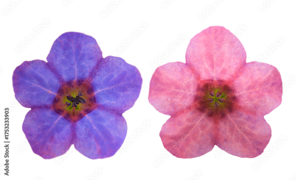 Obraz premium Common lungwort flowers