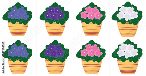 Set of hydrangea flowers in pots. Vector illustration.