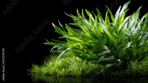 Vibrant, lush green grass and plants illuminated against a stark black background, emphasizing nature's beauty and tranquility, inviting feelings of peace and serenity.