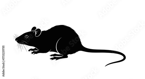 A small black rodent with a long tail and large ears stands on a white background.