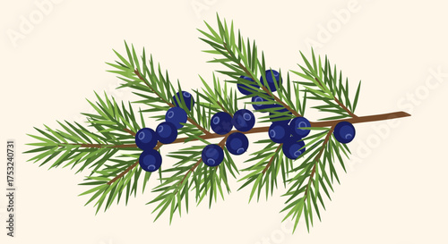 A sprig of juniper berries with needles on a light background.