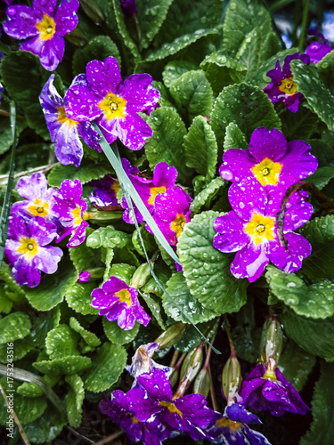 purple flowers blooming in the garden.