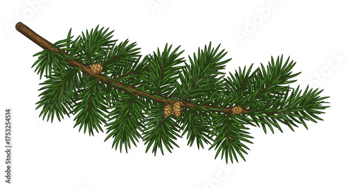 Pine tree branch with green needles and cones on white background